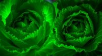 green light enhances lettuce