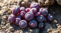snails produce valuable purple dye