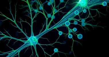 cell illumination with fluorescence