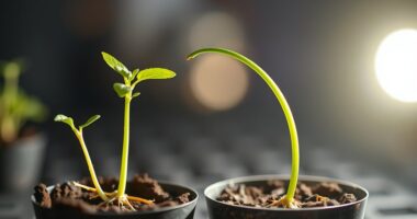 plants grow toward light