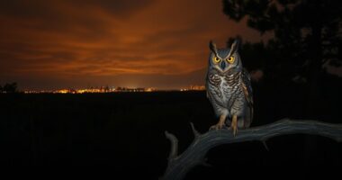 wildlife affected by artificial light