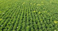 canopy hotspots reduce yields