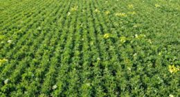 canopy hotspots reduce yields