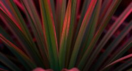 far red light influences plant morphology