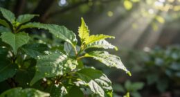 light intensity and photosynthesis