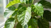 light measurement for plants