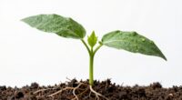 monitoring plant growth progression