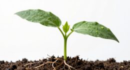 monitoring plant growth progression