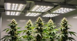 top 2026 led grow lights