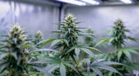 uv lighting in grow rooms
