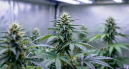 uv lighting in grow rooms