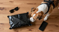 Detection dog detects cleverly hidden illegal goods