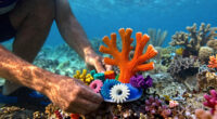 Can 3D-printed coral reefs help the Maldives save paradise?