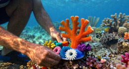 Can 3D-printed coral reefs help the Maldives save paradise?